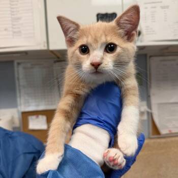 Creme Puff -  Domestic Short Hair Cat for Adoption - Creme Puff | PetCurious