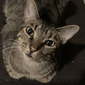 Rescue Domestic Short Hair Cats for Adoption in Kansas City, Missouri - Nick | PetCurious