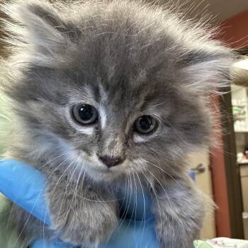 Chapter -  Domestic Medium Hair Cat for Adoption in Flagstaff, Arizona - Chapter | PetCurious