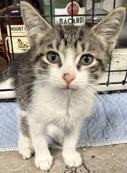 Rescue Domestic Short Hair Cats for Adoption in NEW PT RICHEY, Florida - Daphne | PetCurious