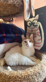 Rescue Domestic Short Hair Cats for Adoption in Freeport, New York - Simba | PetCurious