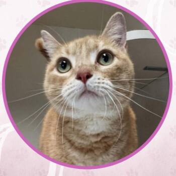 Lalique -  Domestic Short Hair Cat for Adoption in Toms River, New Jersey - Lalique | PetCurious