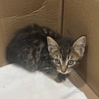 Summer -  Domestic Short Hair Cat for Adoption in Tampa, Florida - Summer | PetCurious