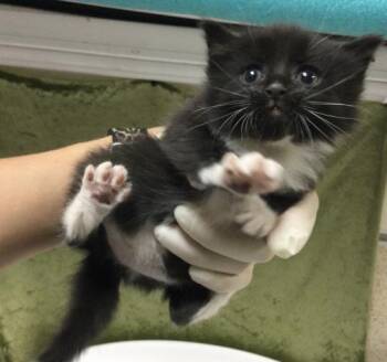 MOMO -  Domestic Short Hair Cat for Adoption in Riverside, California - MOMO | PetCurious