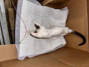Xenia -  Siamese and Domestic Short Hair Cat for Adoption in Saucier, Mississippi - Xenia | PetCurious