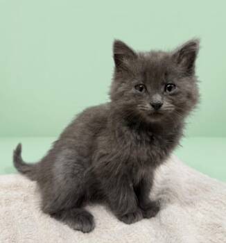 Maine -  Domestic Long Hair Cat for Adoption in Yankton, South Dakota - Maine | PetCurious