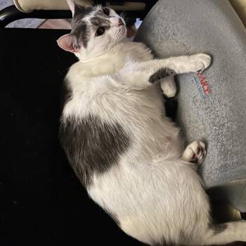 Domestic Short Hair Cats Available for Adoption in West Palm Beach, Florida - Baby | PetCurious