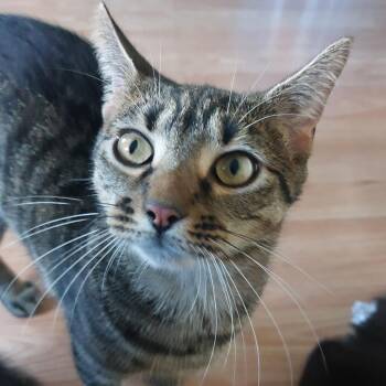 Pixie -  Domestic Short Hair Cat Available for Adoption in Philadelphia, Pennsylvania - Pixie | PetCurious