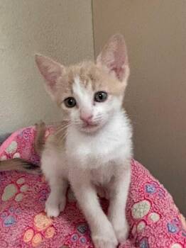 Kiwi -  Domestic Short Hair Cat for Adoption in Fort Collins, Colorado - Kiwi | PetCurious