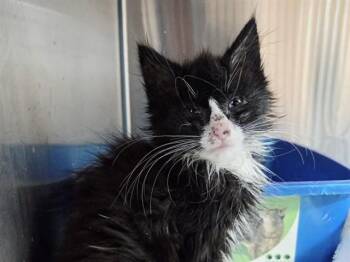 A1049273 -  Domestic Long Hair Cat for Adoption in Martinez, California - A1049273 | PetCurious