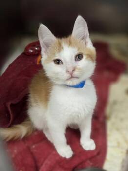 Whopper -  Domestic Short Hair Cat for Adoption in Westland, Michigan - Whopper | PetCurious