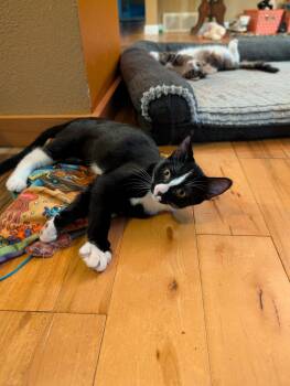 Janae (foster-raised with dogs) -  Domestic Short Hair and Tuxedo Cat for Adoption in Lacon, Illinois - Janae (foster-raised With Dogs) | PetCurious