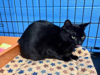 Lotus -  Domestic Short Hair Cat Available for Adoption in Ellijay, Georgia - Lotus | PetCurious