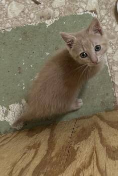 Peanut Butter -  Domestic Short Hair Cat for Adoption in Bolivar, Missouri - Peanut Butter | PetCurious