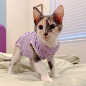Daphne -  Domestic Medium Hair Cat for Adoption in San Diego, California - Daphne | PetCurious