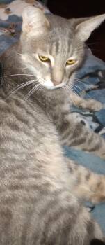 Rescue Domestic Short Hair Cats for Adoption in El Dorado Hills, California - Tigger | PetCurious