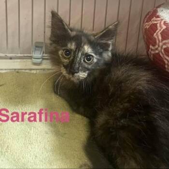 Sarafina -  Domestic Medium Hair Cat for Adoption in Cleveland, Ohio - Sarafina | PetCurious