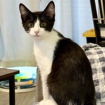 Raikou -  Domestic Short Hair Cat for Adoption in Syracuse, New York - Raikou | PetCurious