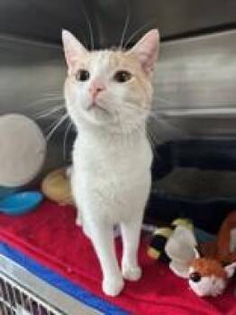 Creamsicle -  Domestic Short Hair Cat for Adoption in Manitowoc, Wisconsin - Creamsicle | PetCurious
