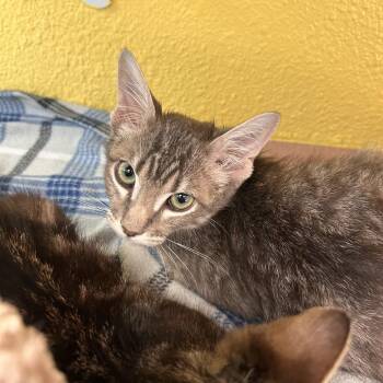 Skulinski -  Domestic Short Hair Cat for Adoption in Fresno, California - Skulinski | PetCurious