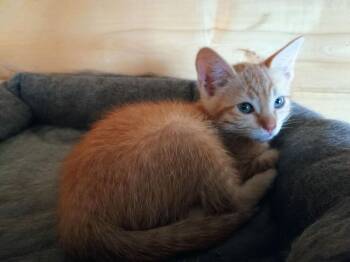 Luke -  Domestic Short Hair Cat for Adoption in Aurora, Colorado - Luke | PetCurious