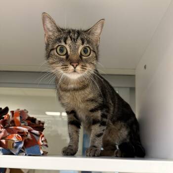 Maria (ID 53605) -  Domestic Short Hair Cat for Adoption in Manassas, Virginia - Maria (ID 53605) | PetCurious