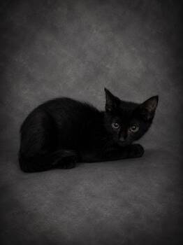 MOON -  Domestic Short Hair Cat for Adoption in Winter Haven, Florida - MOON | PetCurious