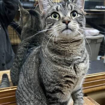 Rescue Domestic Short Hair Cats for Adoption in Syosset, New York - Hal | PetCurious