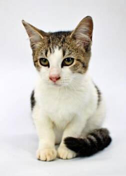 Sasparilla -  Domestic Short Hair Cat for Adoption in Morton Grove, Illinois - Sasparilla | PetCurious