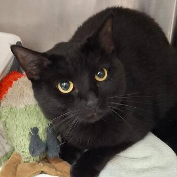 Katie -  Domestic Short Hair Cat for Adoption in Lakeland, Florida - Katie | PetCurious