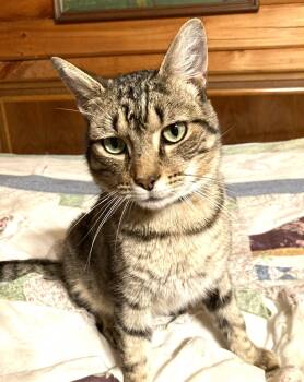 Ulysses -  Domestic Short Hair Cat for Adoption in Floyd, Virginia - Ulysses | PetCurious