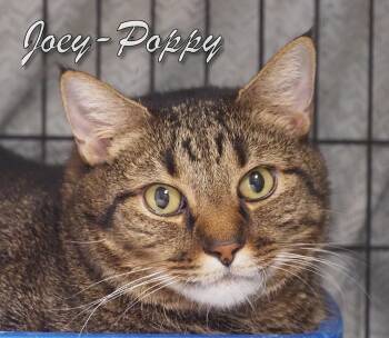 Rescue Domestic Short Hair Cats for Adoption in Middle Township, New Jersey - Poppy (Joey) | PetCurious