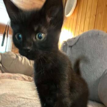 Domestic Short Hair Cats Available for Adoption in Candler, North Carolina - Gyoza | PetCurious