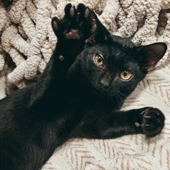 Moccasin -  Domestic Short Hair Cat for Adoption in Richmond, Virginia - Moccasin | PetCurious