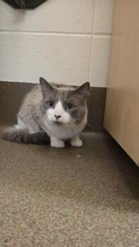 Domestic Medium Hair Cats Available for Adoption - Dreamer | PetCurious