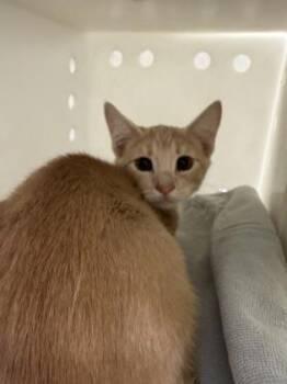 Domestic Short Hair Cats Available for Adoption - Mikan | PetCurious