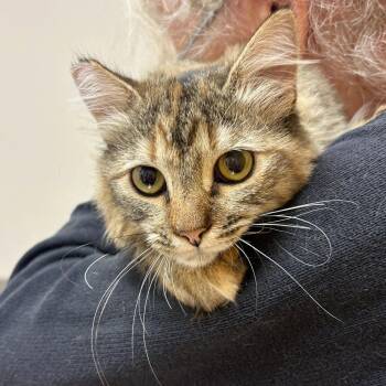 Cedar -  Domestic Medium Hair Cat for Adoption in Sonora, California - Cedar | PetCurious