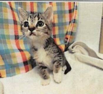 Draco -  Domestic Short Hair Cat for Adoption in Largo, Florida - Draco | PetCurious