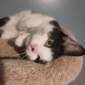 Domestic Short Hair Cats Available for Adoption in La Grange, Kentucky - Dalton | PetCurious