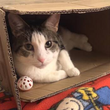 Domestic Short Hair Cats Available for Adoption in Oak Park, Illinois - Carmie | PetCurious