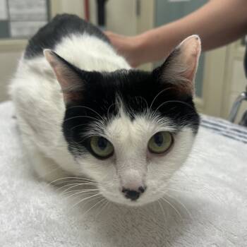 Rescue Domestic Short Hair Cats for Adoption in Murray, Utah - Angel | PetCurious