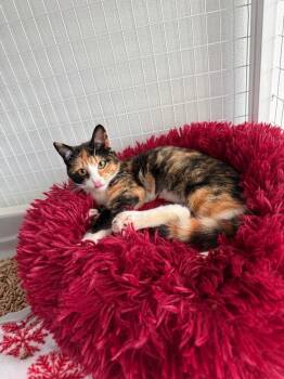 Betty -  Domestic Short Hair Cat for Adoption in Brookings, Oregon - Betty | PetCurious