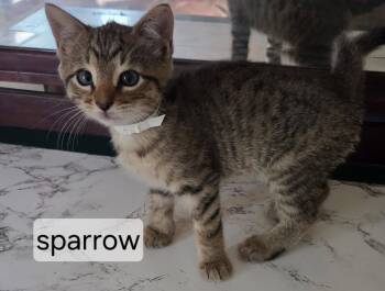 Sparrow -  Domestic Short Hair Cat for Adoption in Topsham, Maine - Sparrow | PetCurious