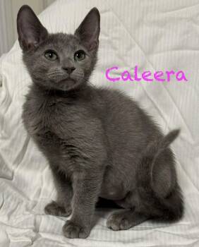 Caleera -  Domestic Short Hair Cat for Adoption in Pawleys Island, South Carolina - Caleera | PetCurious