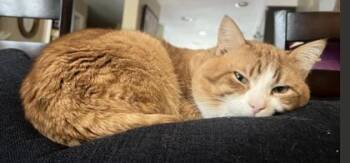 Domestic Short Hair Cats Available for Adoption in Fairfax, Virginia - Oliver | PetCurious