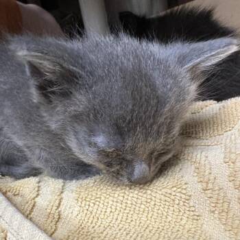 Domestic Short Hair Cats Available for Adoption - Alien | PetCurious