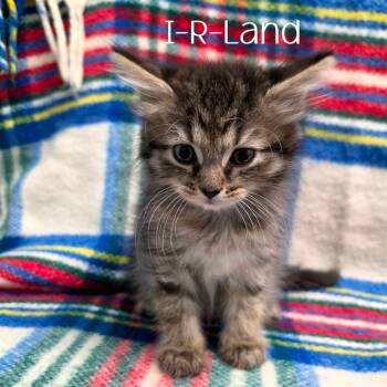 I-R-Land -  Domestic Medium Hair Cat for Adoption in Parkersburg, West Virginia - I-R-Land | PetCurious