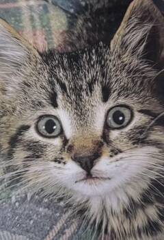 Copper cat -  Domestic Short Hair Cat for Adoption in Fort Madison, Iowa - Copper Cat | PetCurious