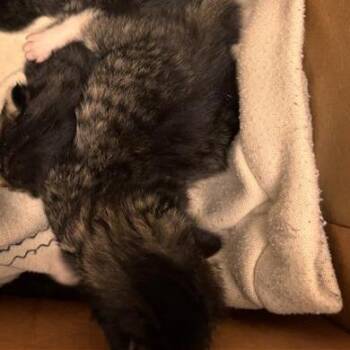 Gabriella -  Domestic Short Hair Cat for Adoption in Tempe, Arizona - Gabriella | PetCurious