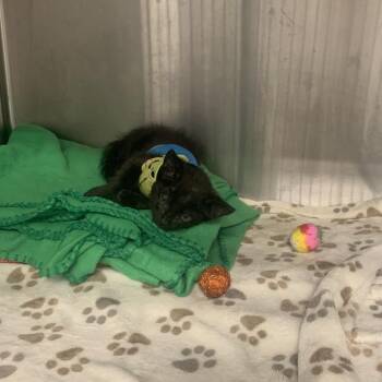 Friar Tuck -  Domestic Short Hair Cat for Adoption in West Palm Beach, Florida - Friar Tuck | PetCurious